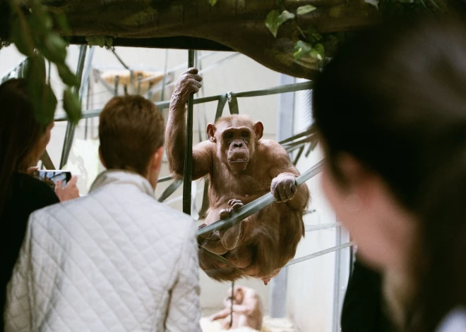 Zooloģiskajā dārzā dzimšanas dienu šodien svin Eiropā vecākā šimpanze