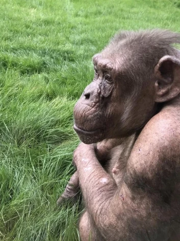 Koko ir 17 gadus vecāka par nākamo Tvaikrosas zooloģiskā dārza vecāko šimpanzi Džembo (41) un 42 gadus vecāka par jaunāko, 16 gadus veco Tuli.