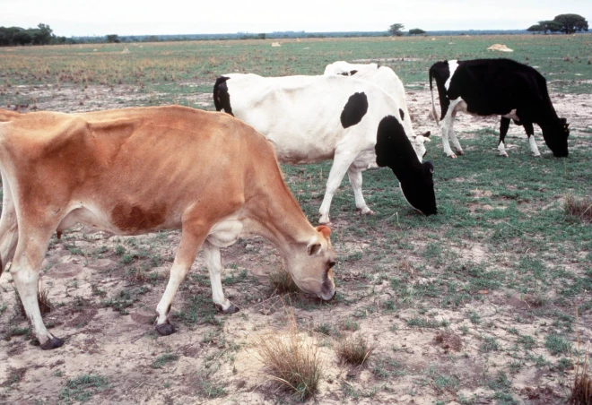 Pārtikas un veterinārais dienests pagājušajā mēnesī saņēma trauksmes ziņu – Snēpeles pusē tiek badināts liellopu ganāmpulks (ilustratīvs foto).