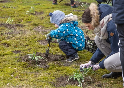 Sniegpulkstenīšu stādīšana Ventspilī ir kļuvusi par pavasara gaidīšanas tradīciju.