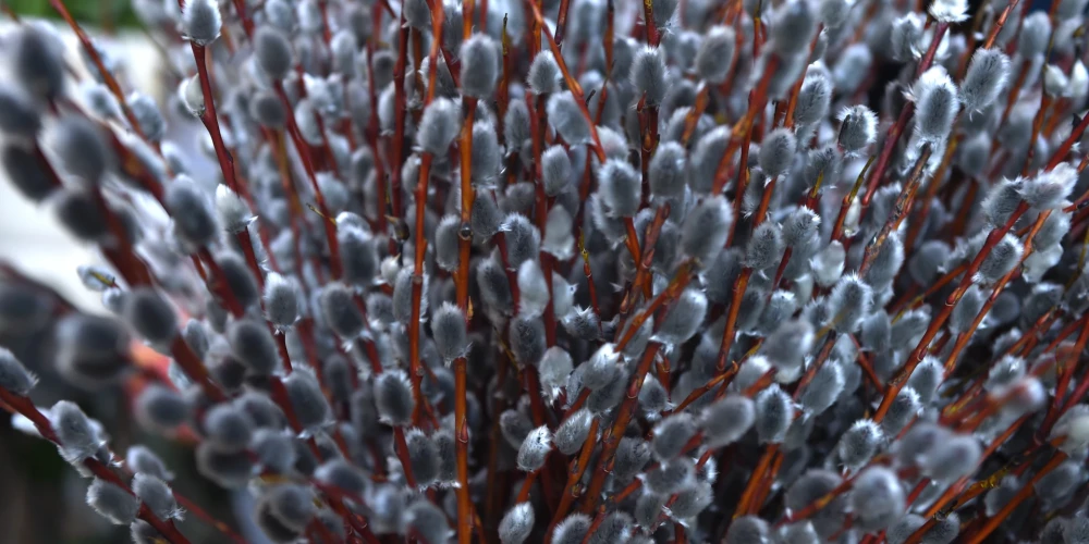 Pūpolu svētdiena, arī palmu svētdiena, ir kristiešu svētki, kas vienmēr iekrīt svētdienā pirms Lieldienām. Šajos svētkos tiek pieminēta Jēzus Kristus iejāšana uz ēzeļa Jeruzalemē, kad pirms viņa tika kaisīti palmu zari. Šis notikums ir minēts Mateja evaņģēlija 21. nodaļā un Marka evaņģēlija 11. nodaļā.