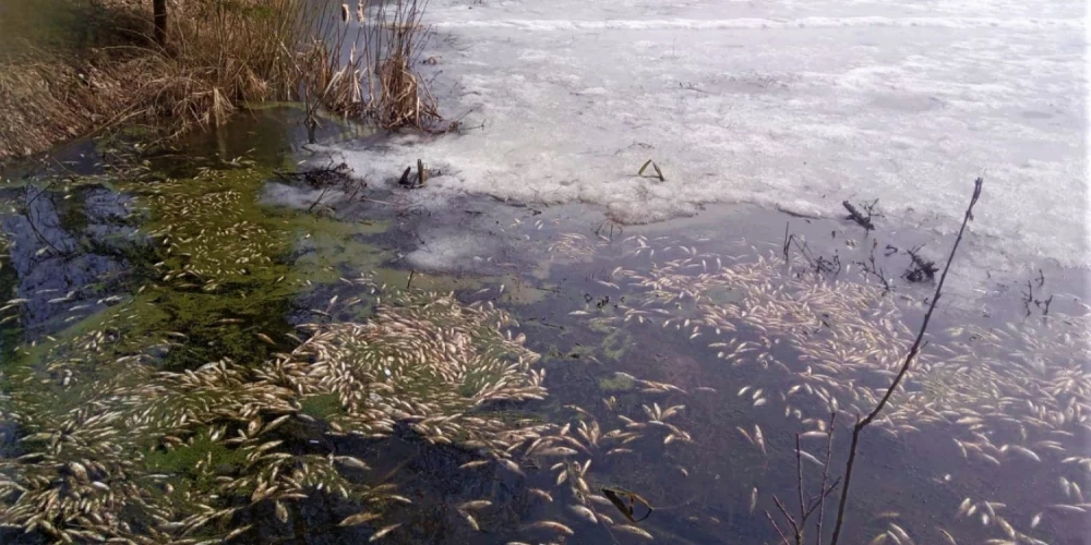 Sākoties pavasarim, ūdenstilpnēs ar biezu ledus kārtu iespējama zivju slāpšana