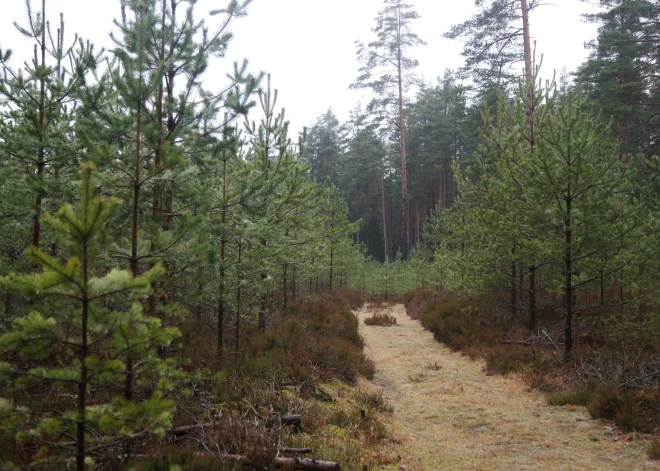 Ārkārtējā situācija mizgraužu ierobežošanai attiecas uz vairāk nekā 50 000 hektāru lielu teritoriju