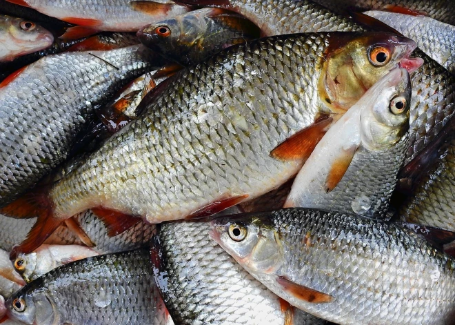 No nelegāliem zvejas rīkiem Juglas kanālā atbrīvots 100 kg raudu