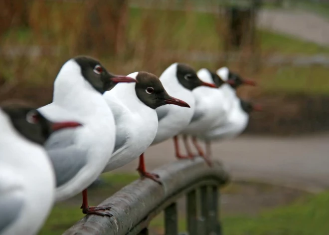 50 000 eiro sods un sabiedriskais darbs - skarbs tiesas spriedums par īpaši aizsargājamo putnu olu iznīcināšanu
