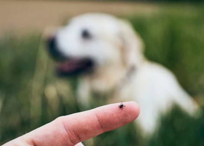 Sākusies ērču sezona; saslimstība ar Laima slimību joprojām augsta