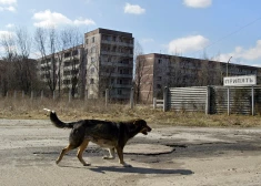 Pētījums atklāja, ka savvaļas suņiem, kas dzīvo netālu no Čornobiļas spēkstacijas, bija izteiktas ģenētiskas atšķirības no suņiem, kas dzīvoja tikai aptuveni 16 kilometru attālumā tuvējā Čornobiļas pilsētā. 