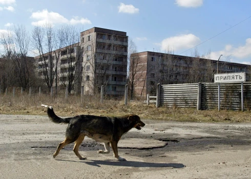 Čornobiļas savvaļas suņi piedzīvo strauju attīstību un dīvainas mutācijas?