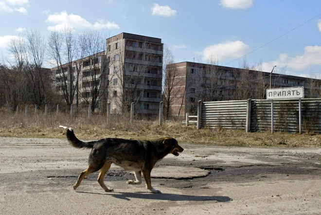 Pētījums atklāja, ka savvaļas suņiem, kas dzīvo netālu no Čornobiļas spēkstacijas, bija izteiktas ģenētiskas atšķirības no suņiem, kas dzīvoja tikai aptuveni 16 kilometru attālumā tuvējā Čornobiļas pilsētā. 