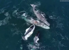 VIDEO: ārkārtīgi rets notikums - orkas pusdienās grib apēst divreiz lielākos pelēkos vaļus