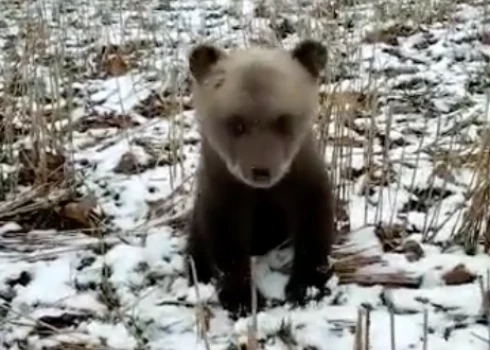 ВИДЕО: в Рижский зоопарк доставлен найденный на дороге медвежонок-сирота