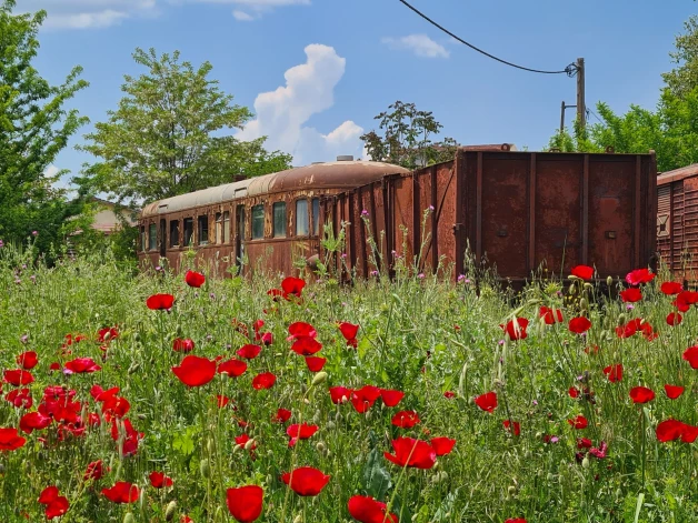 Vienkārši skaista bilde ar pamestiem vagoniem un ziedošām magonēm.