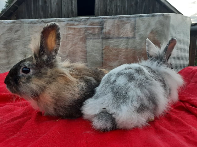 Pirmo “Piegožu” truseņu Peļu pēcnācēji.