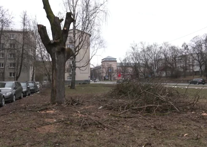 В центре Риги без разрешения, игнорируя технику безопасности, спилили деревья: в результате повреждена машина