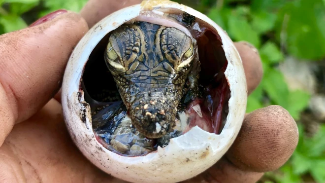 Kubas krokodilu mazulis.