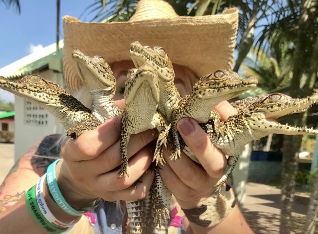 Krokodilu aprūpētāja Savanna Boana.