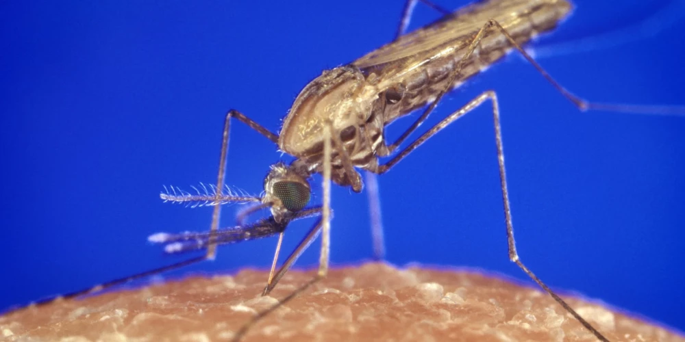 Ķengaragā novērots malārijas ods. Vai ir pamats panikai?