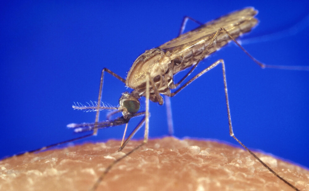 Ķengaragā novērots malārijas ods. Vai ir pamats panikai?