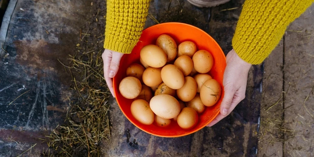 Profesors par sprostos audzētu vistu olām: tās ēdot, mēs uzņemam stresa hormonus