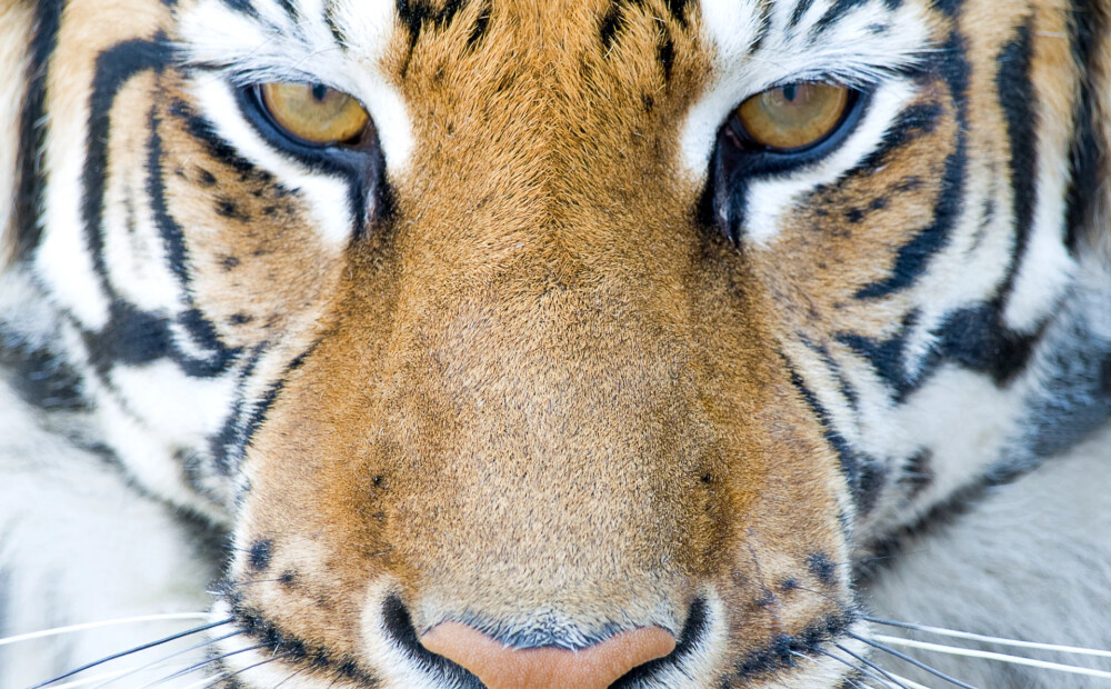 Indijā palielinājies tīģeru skaits, tagad to vairāk nekā Saulkrastos iedzīvotāju