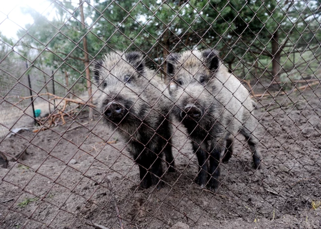 Āfrikas cūku mēris pagājušajā nedēļā Latvijā konstatēts astoņām mežacūkām