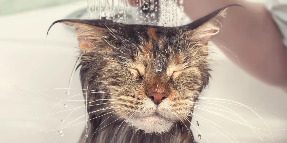 Cik bieži mazgāt suni un kaķi? Un, vai vispār mazgāt?