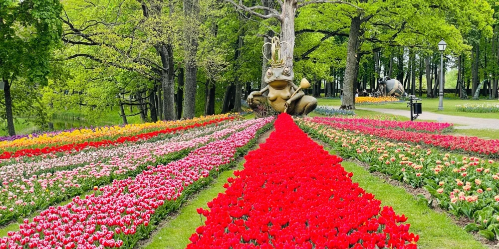 В этом году огромную территорию Пакруойской усадьбы площадью 10 гектаров украсят не менее пяти миллионов весенних луковичных цветов.