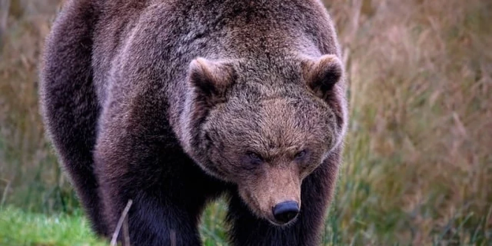 Какова вероятность в латвийских лесах встретить волка или рысь, и ...