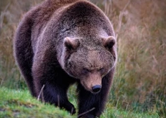 Какова вероятность в латвийских лесах встретить волка или рысь, и почему медведи — опаснее