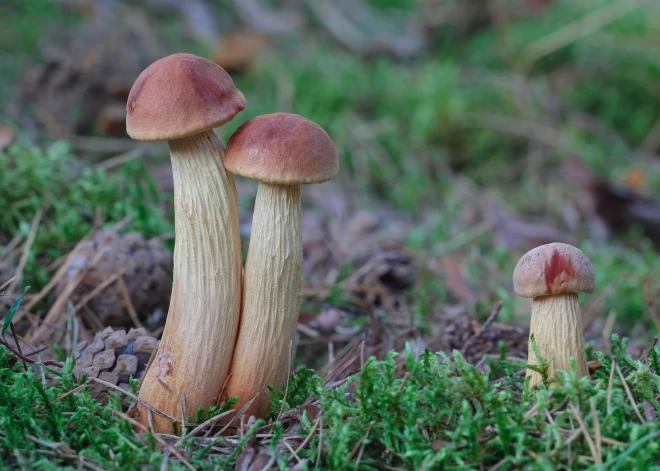 Latvijā izplatās jaunas sēnes. Mikoloģe: tās var viegli atpazīt un ēst bez vārīšanas