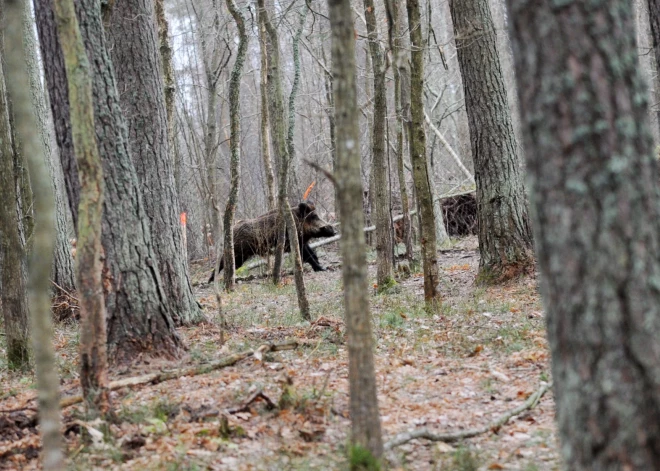 Pieaudzis Āfrikas cūku mēra gadījumu skaits