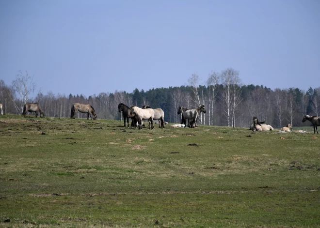 Otrdien gaidāms pārsvarā saulains un līdz +15 grādiem silts laiks