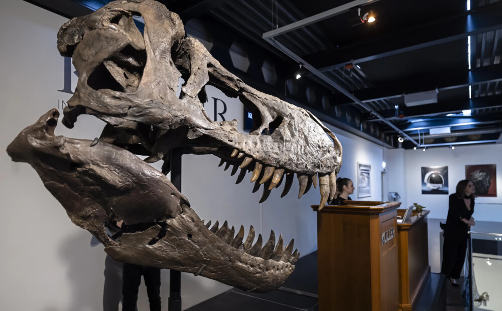 Šveicē privātpersona nopirkusi 67 miljonus gadus veca tiranozaura Reksa skeletu