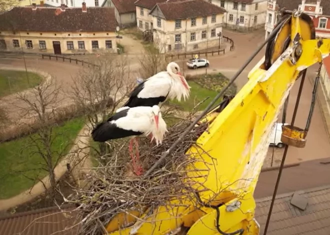 VIDEO: nojaukts iemīļotais skurstenis? Nieki, stārķu pārim derēs arī pāļu urbējs!