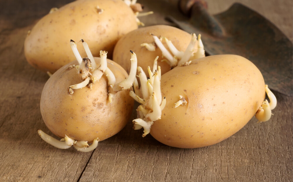Vai droši ēst pērnā gada sadīgušos kartupeļus?