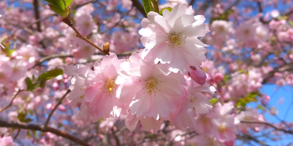 Розовая красота: в Парке победы начала цвести сакура