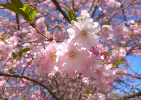 Розовая красота: в Парке победы начала цвести сакура