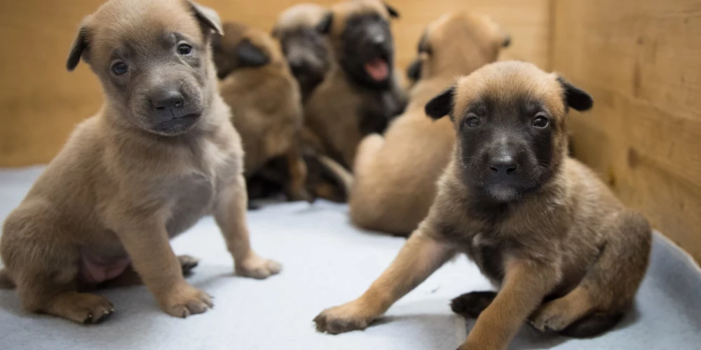 Бриса теперь должна заботиться о шести маленьких девочках и трех мальчиках. (Фото: Колледж Государственной пограничной охраны/Facebook)