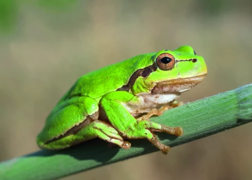 Ciemā Sēlijā veidos atpūtas dārzu ar kokvardēm