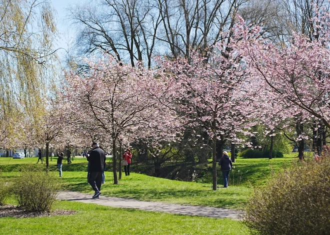  Āgenskalnā iedzīvotājus arī šogad aprīļa beigās iepriecinājušas krāšņi ziedošās sakuras. Baltie un maigi rozā ziedi tievos Japānas ķiršu zarus apņem kā pūkaini mākonīši un sāk piesaistīt nedalītu parka apmeklētāju uzmanību. 