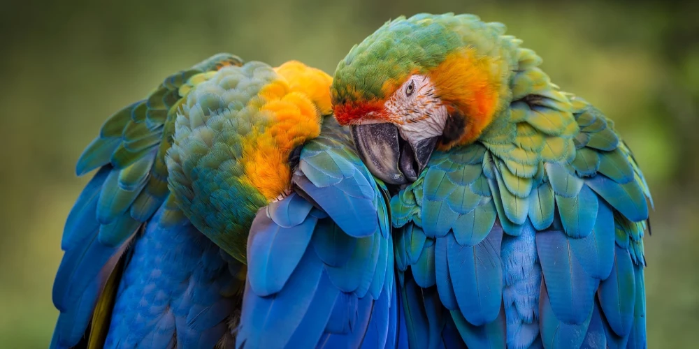 Papagaiļi iemācās zvanīt cits citam