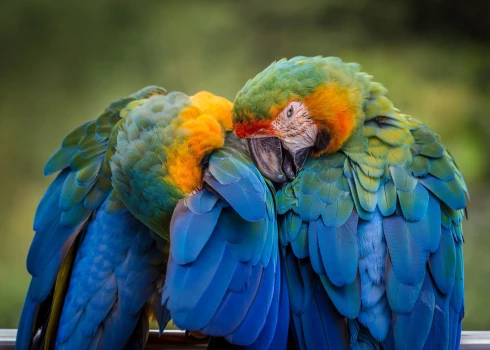 Papagaiļi iemācās zvanīt cits citam