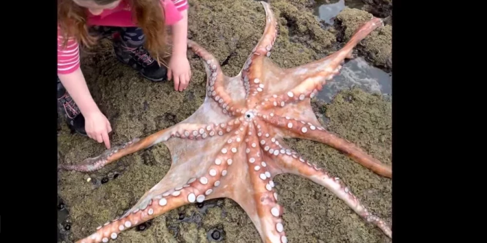 "Хочу приготовить его в прямом эфире": отец с дочкой во время рыбалки обнаружили огромного осьминога