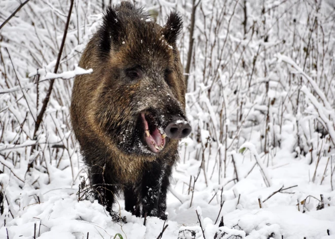 Āfrikas cūku mēris pagājušajā nedēļā Latvijā konstatēts septiņām mežacūkām