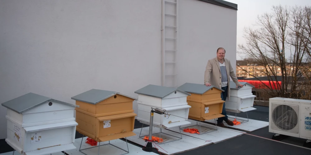 Выросшая до пяти ульев пасека на крыше Елгавской поликлиники примет участие в международном исследовании