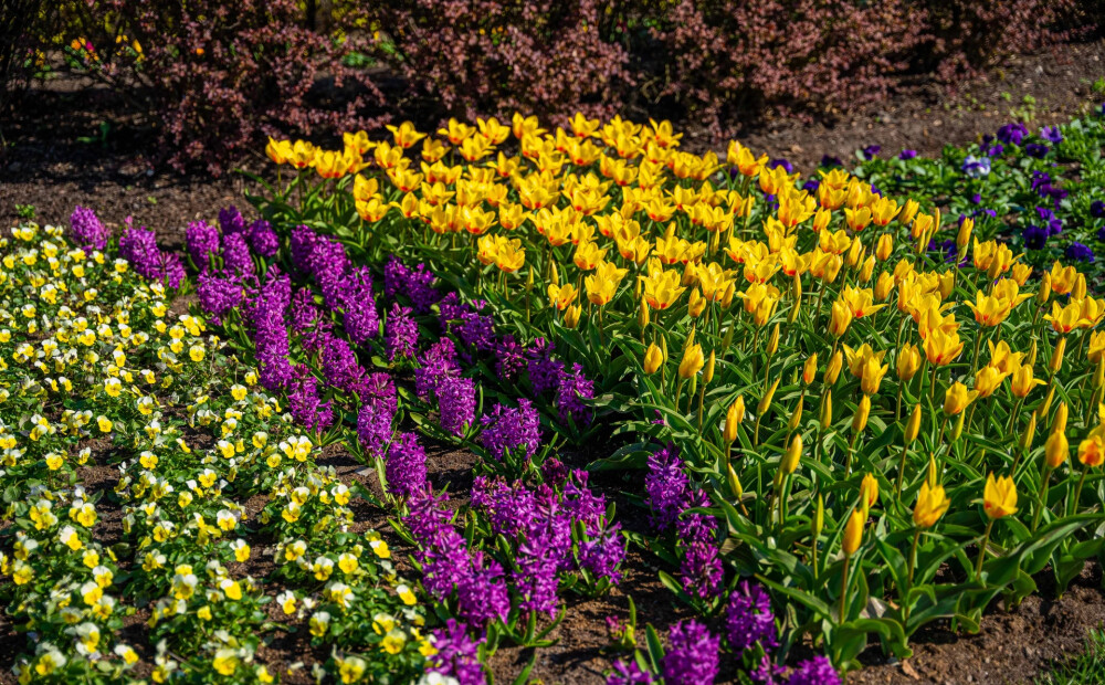 FOTO: Jūrmalas pilsētas parkus rotā krāšņi pavasara ziedi 