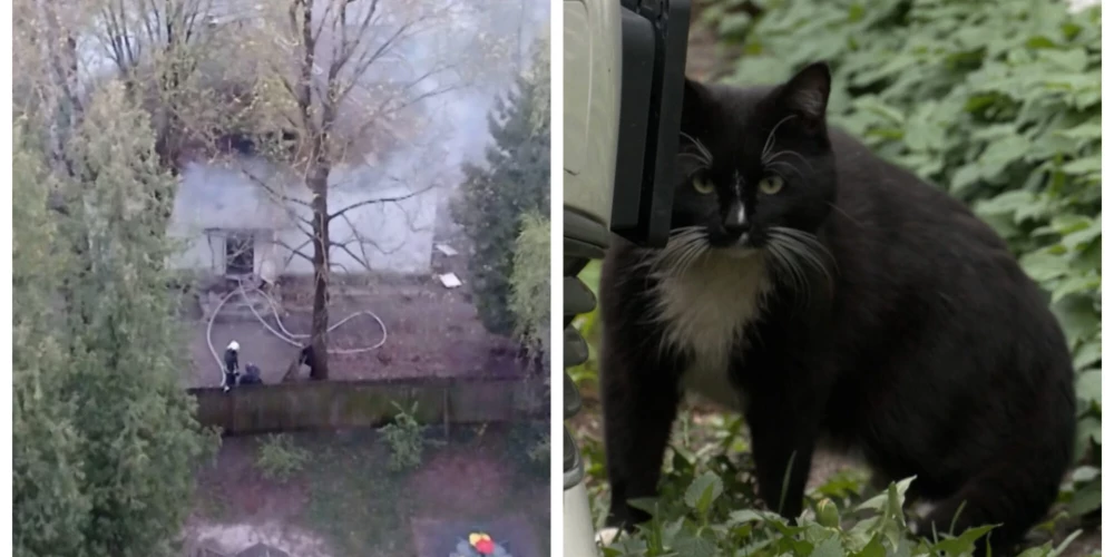 В Агенскалнсе возник пожар: из дома спасены пять кошек