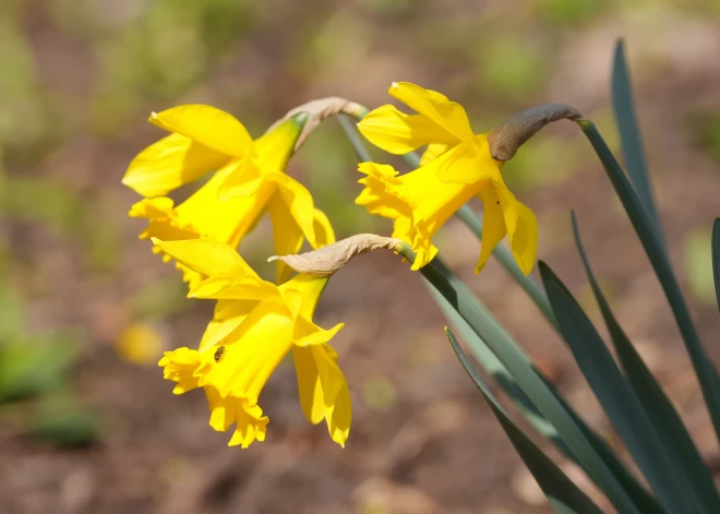 Ceturtdien starp mākoņiem spīdēs saule