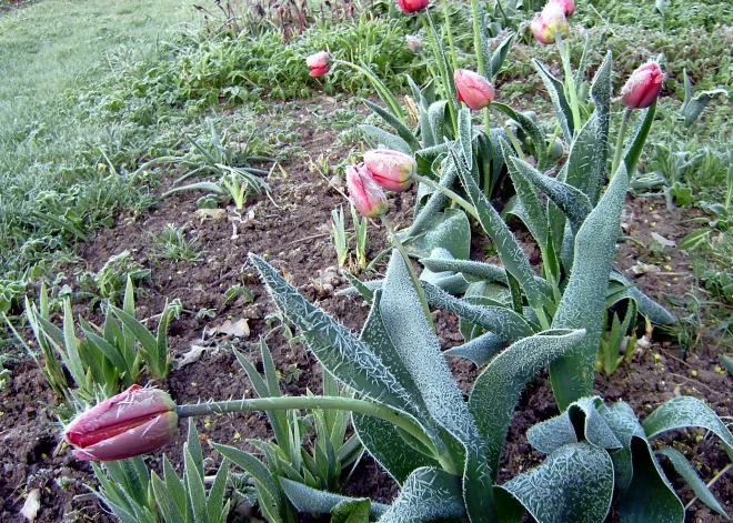 Nakts uz piektdienu Latvijā būs dzestra