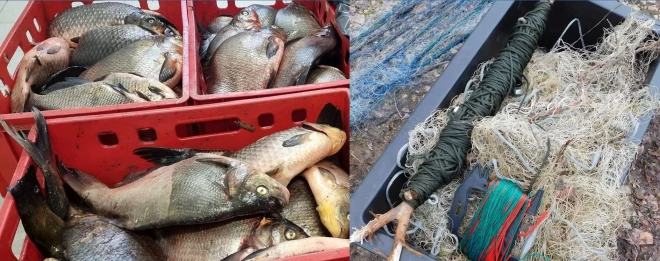 Naktī uz pirmdienu zivju inspektori sadarbībā ar policistiem notvēra maluzvejnieku, kurš Babītes ezerā bija nozvejojis vairāk nekā centneru zivju.